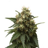 Royal Queen Seeds - Ice | Feminized seed | 10 pieces