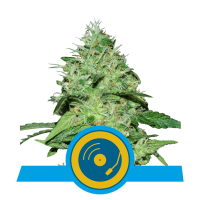 Royal Queen Seeds - Joanne's CBD | Feminized seed | 3 pieces