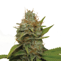 Royal Queen Seeds - Kali Dog | Feminized seed | 10 pieces