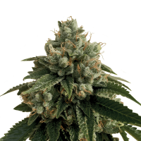 Royal Queen Seeds - Legendary OG Punch | Feminized seed | 10 pieces