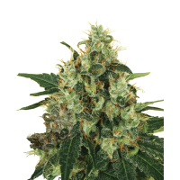 Royal Queen Seeds - Medical Mass | Feminized seed | 10 pieces