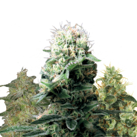 Royal Queen Seeds - Medical Mix | Feminized seed | 3 pieces