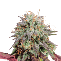 Royal Queen Seeds - Mimosa | Autoflowering seed | 3 pieces