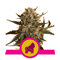 Royal Queen Seeds - Mother Gorilla (Ex Royal Madre) | Feminized seed | 10 pieces