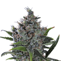 Royal Queen Seeds - North Thunderfuck | Feminized seed | 10 pieces