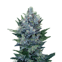 Royal Queen Seeds - Northern Light | Autoflowering seed | 10 pieces