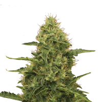 Royal Queen Seeds - Northern Light | Feminized seed | 10 pieces