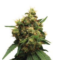 Royal Queen Seeds - Painkiller XL | Feminized seed | 10 pieces