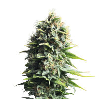 Royal Queen Seeds - Pineapple Kush | Feminized seed | 10 pieces