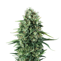 Royal Queen Seeds - Power Flower | Feminized seed | 10 pieces