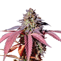Royal Queen Seeds - Purple Queen | Feminized seed | 10 pieces