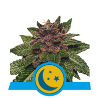 Royal Queen Seeds - Purplematic CBD | Autoflowering seed | 3 pieces