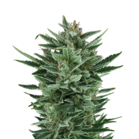 Royal Queen Seeds - Quick One | Autoflowering mag | 10 darab