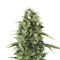 Royal Queen Seeds - Royal AK | Feminized seed | 10 pieces