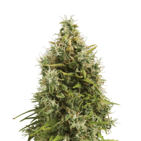 Royal Queen Seeds - Royal AKmatic | Autoflowering seed | 10 pieces