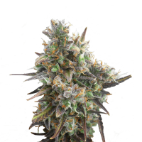 Royal Queen Seeds - Royal Bluematic | Autoflowering seed | 10 pieces