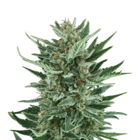 Royal Queen Seeds - Royal Cheese | Autoflowering seed | 10 pieces