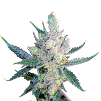 Royal Queen Seeds - Royal Cheese - Fast | Feminized seed | 10 pieces