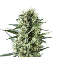 Royal Queen Seeds - Royal Cookies | Feminized seed | 10 pieces