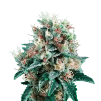 Royal Queen Seeds - Royal Creamatic | Autoflowering seed | 10 pieces