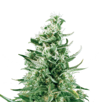 Royal Queen Seeds - Royal Critical | Autoflowering seed | 5 pieces