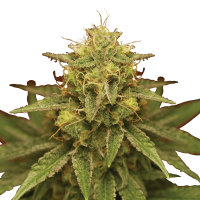 Royal Queen Seeds - Royal Domina | Feminized seed | 3 pieces