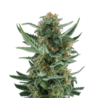 Royal Queen Seeds - Royal Dwarf | Autoflowering seed | 10 pieces