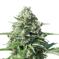 Royal Queen Seeds - Royal Gorilla | Autoflowering seed | 10 pieces