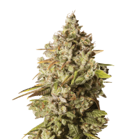 Royal Queen Seeds - Royal Gorilla | Feminized seed | 3 pieces