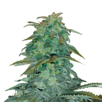 Royal Queen Seeds - Royal Haze | Autoflowering seed | 10 pieces