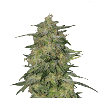 Royal Queen Seeds - Royal Highness | Feminized seed | 10 pieces