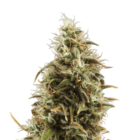 Royal Queen Seeds - Royal Jackmatic | Autoflowering seed | 10 pieces
