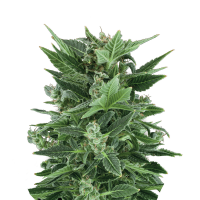Royal Queen Seeds - Royal Kushmatic | Autoflowering seed | 10 pieces