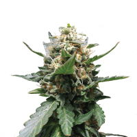 Royal Queen Seeds - Royal Medic | Feminized seed | 10 pieces