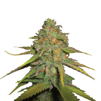 Royal Queen Seeds - Royal Moby | Feminized seed | 10 pieces - Royal Queen Seeds Feminised - Royal Queen Seeds - Seed Diskont - Hanfsamen Shop