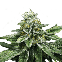 Royal Queen Seeds - Sherbet Queen | Feminized seed | 10 pieces