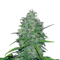 Royal Queen Seeds - Skunk XL | Feminized seed | 10 pieces