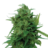 Royal Queen Seeds - Solomatic CBD | Autoflowering seed | 10 pieces