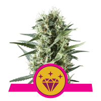Royal Queen Seeds - Special Kush #1 | Feminized seed | 10 pieces