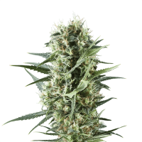 Royal Queen Seeds - Special Queen #1 | Feminized seed | 10 pieces
