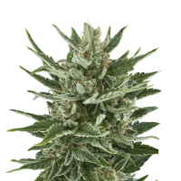 Royal Queen Seeds - Speedy Chile - Fast | Feminized seed | 10 pieces