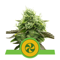 Royal Queen Seeds - Sweet ZZ | Autoflowering seed | 10 pieces