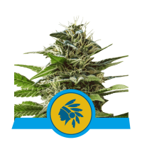 Royal Queen Seeds - Tatanka Pure | Feminized seed | 10 pieces