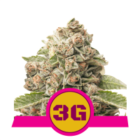 Royal Queen Seeds - Triple G | Feminized seed | 10 pieces