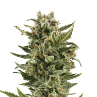 Royal Queen Seeds - White Widow | Autoflowering seed | 10 pieces