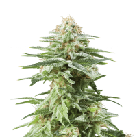 Royal Queen Seeds - White Widow | Feminized seed | 10 pieces
