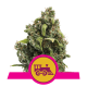 Royal Queen Seeds - Candy Kush Express - Fast | Feminisiertes saat | 10 stück - Royal Queen Seeds Feminisier - Royal Queen Seeds - Seed Diskont - Hanfsamen Shop