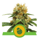 Royal Queen Seeds - Dosidos (Selbstblühend) cannabissamen