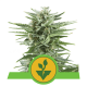 Royal Queen Seeds - Easy Bud | Autoflowering saat | 10 stück - Royal Queen Seeds Automatik - Royal Queen Seeds - Seed Diskont - Hanfsamen Shop