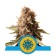 Royal Queen Seeds - Euphoria (Feminisiert) cannabissamen